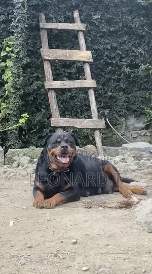 1-3 months Male Purebred Rottweiler