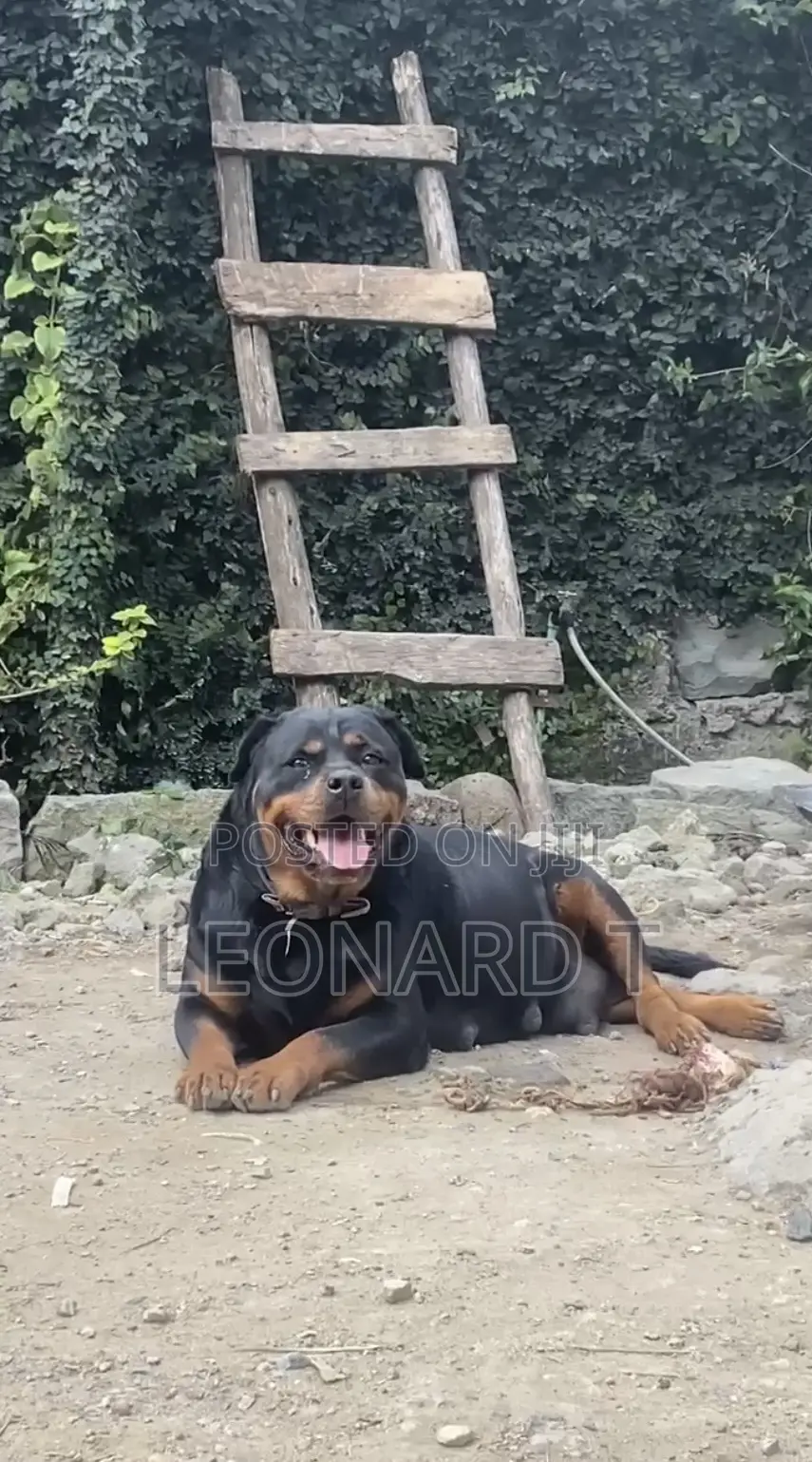 1-3 months Male Purebred Rottweiler