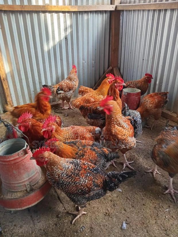 6 Months Old Healthy Improved Kienyeji Chicken