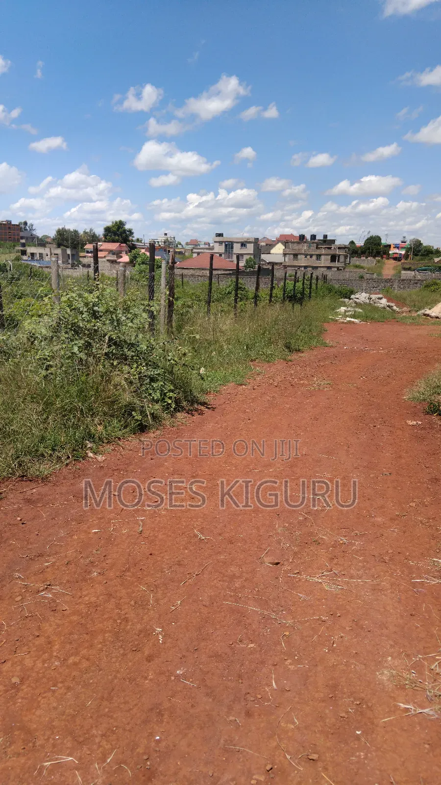 Tola, 50x100 Plots.