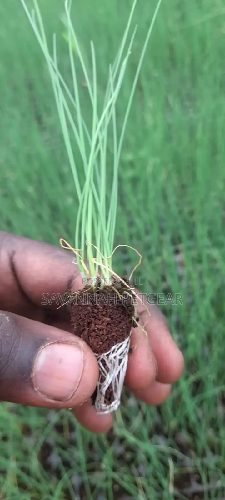 Chives (Allium Schoenoprasum) - 10 Potted Plants