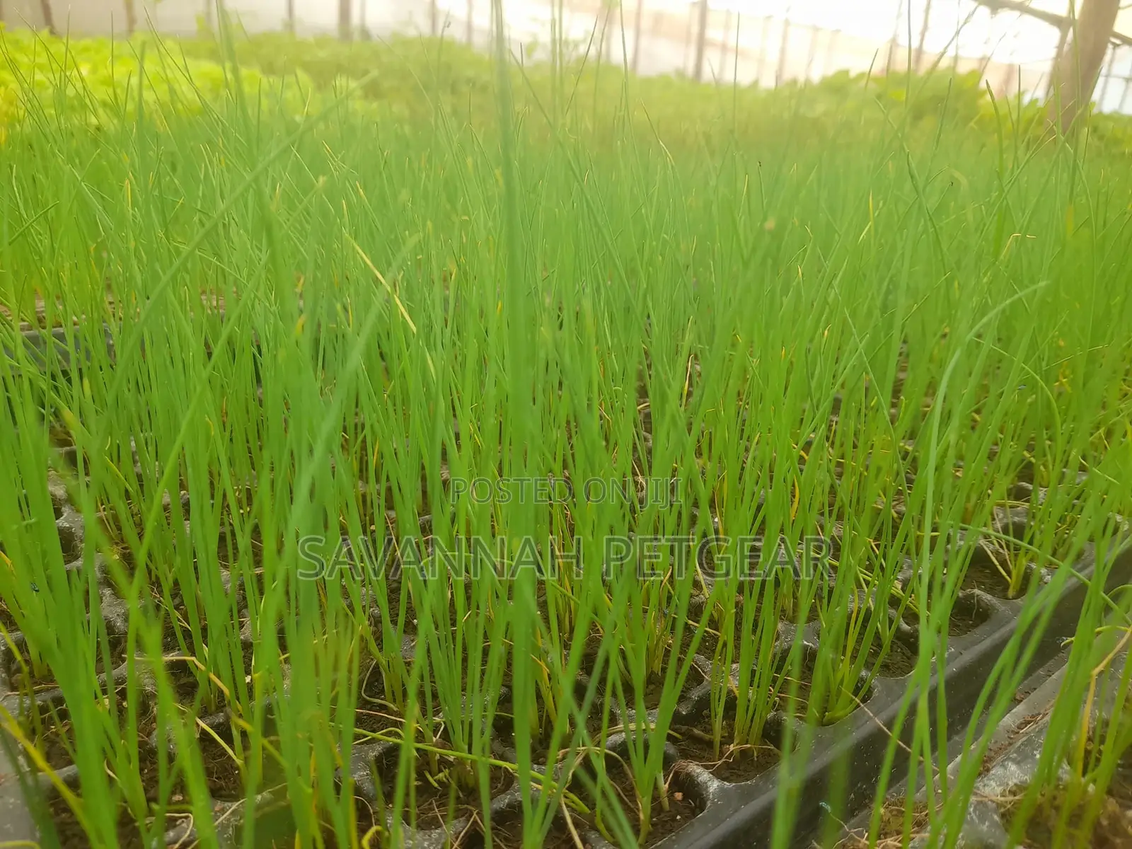 Chives (Allium Schoenoprasum) - 10 Potted Plants