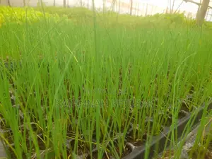 Chives (Allium Schoenoprasum) - 10 Potted Plants