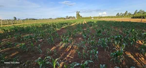 Prime Land For Sale In Moiben Eldoret