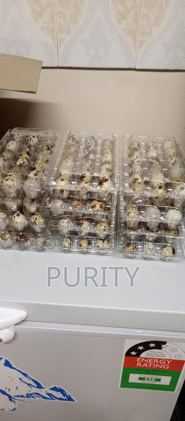 Quail Eggs - thumbnail 4