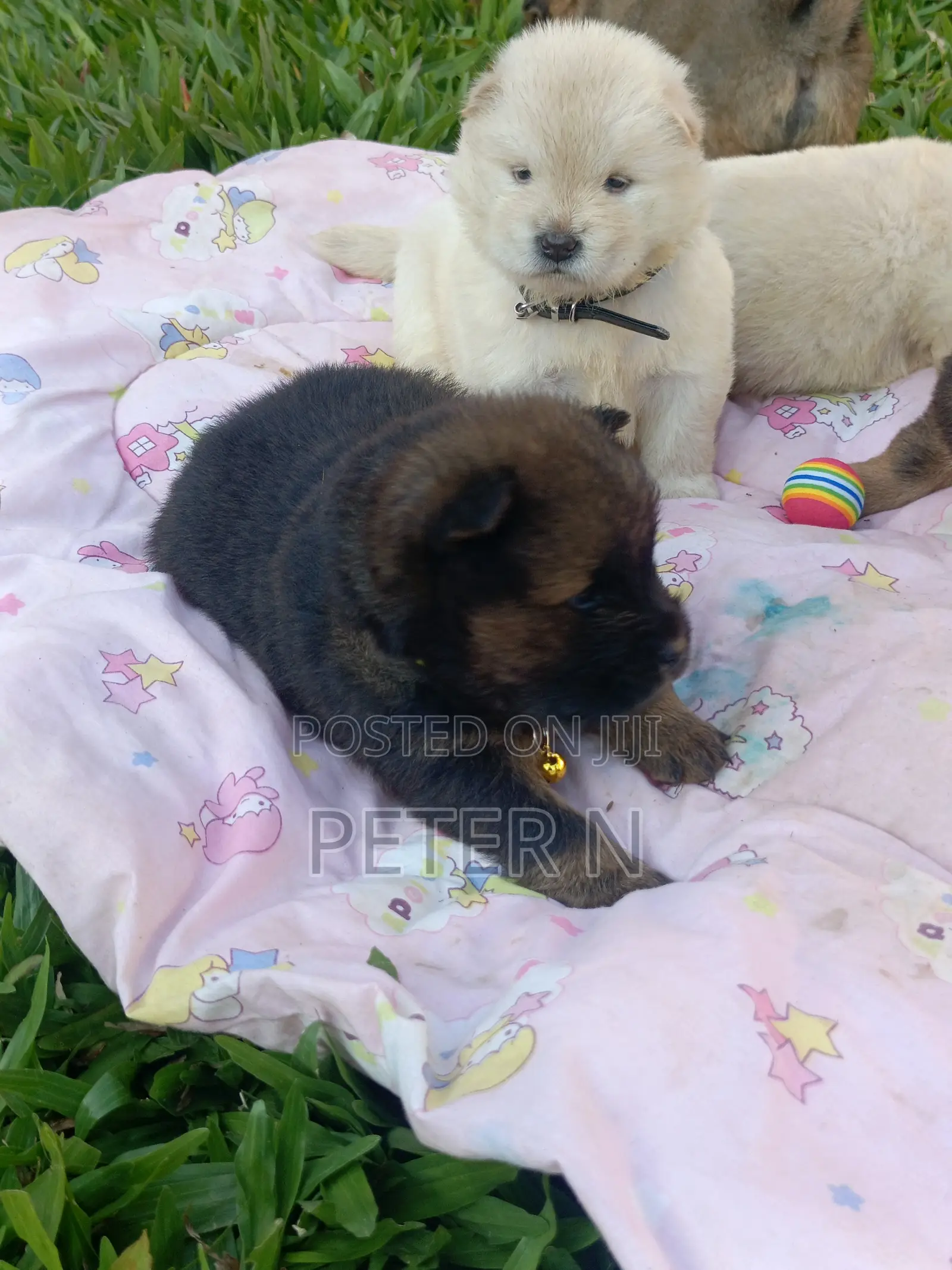 1-3 months Female Purebred Chow Chow