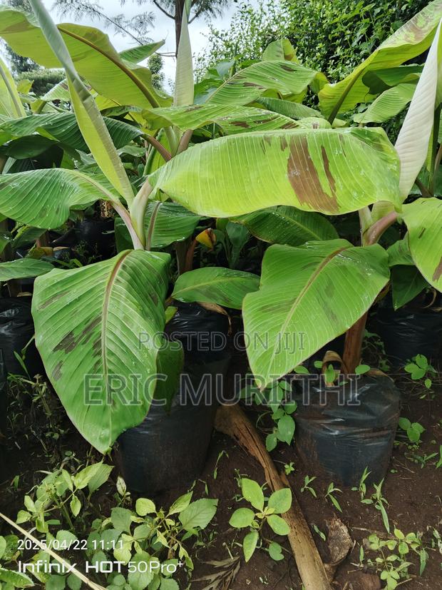 Plantain Banana Suckers - main view