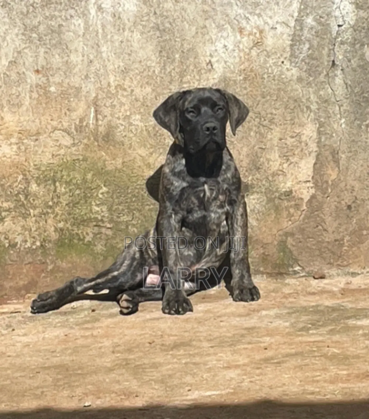1-3 months Male Purebred Boerboel