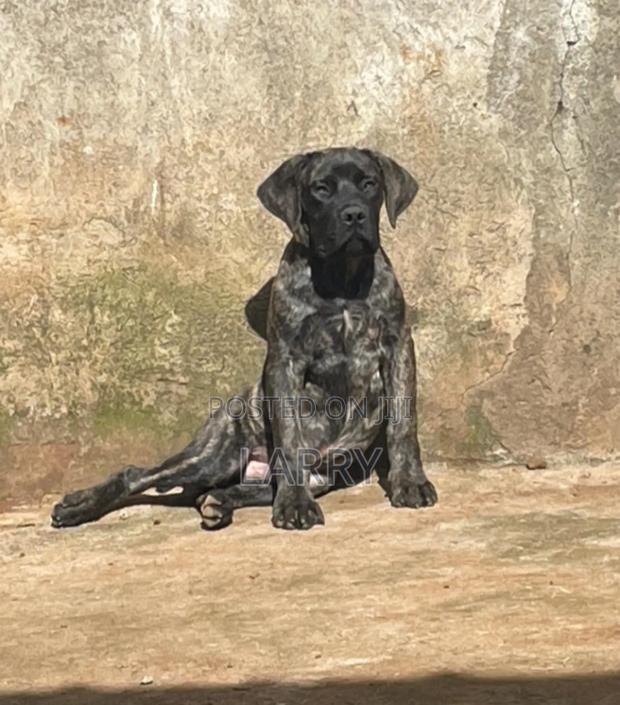 1-3 months Male Purebred Boerboel