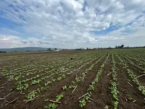 Nakuru Greensteds 1acres Blocks