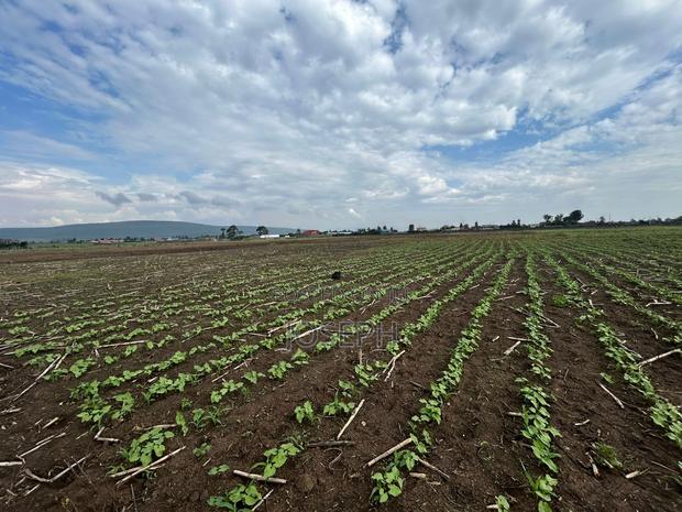 Nakuru Greensteds 1acres Blocks - thumbnail 5