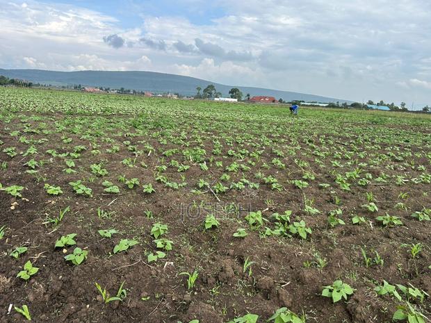 Nakuru Greensteds 1acres Blocks - thumbnail 6