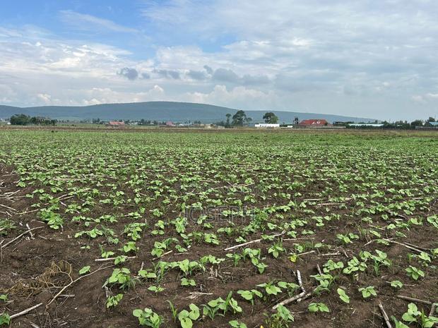 Nakuru Greensteds 1acres Blocks - thumbnail 13