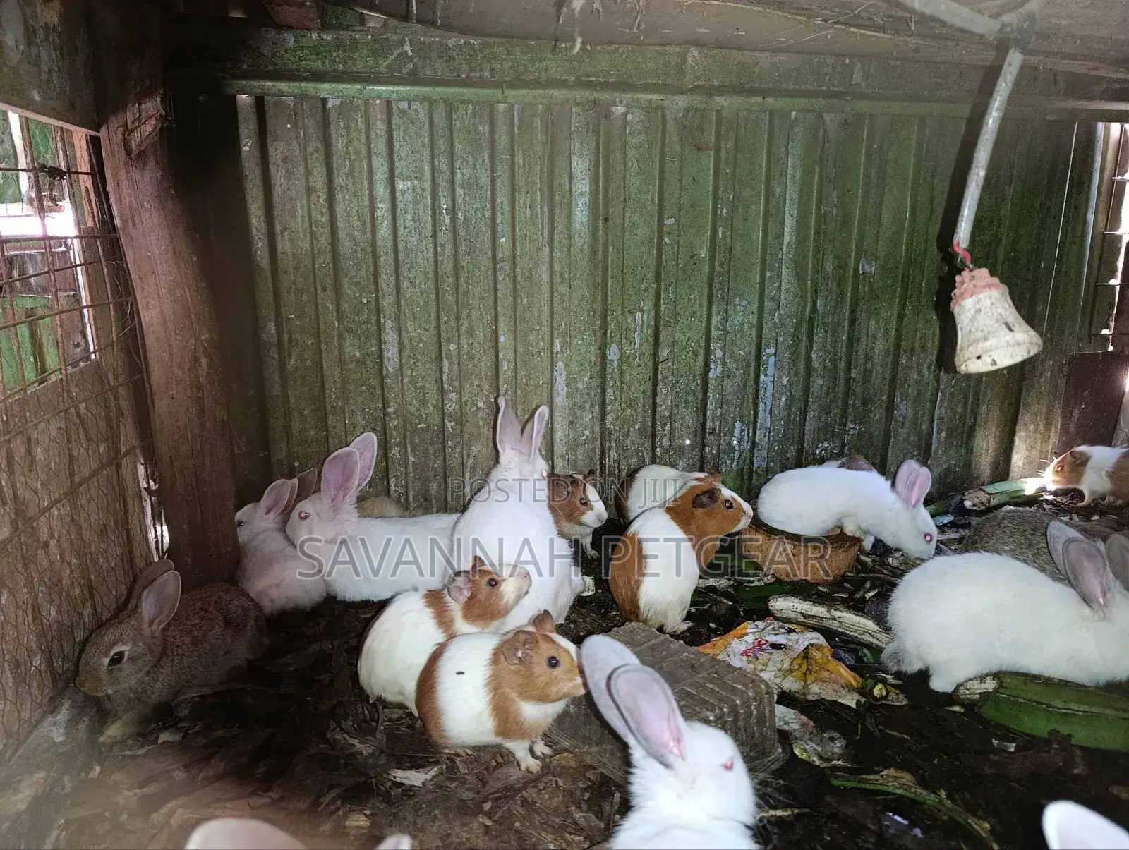 Pet White Rabbits And American Guinea Pigs - 2 Months Old