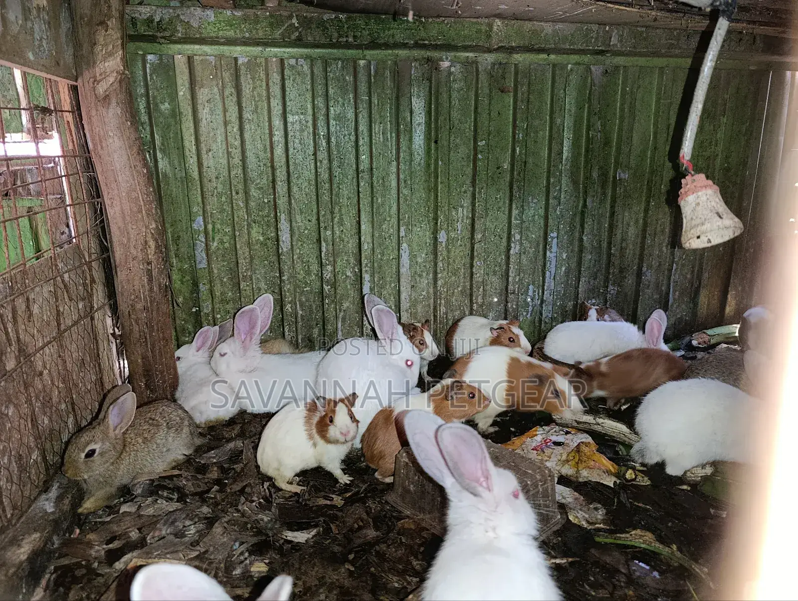 Pet White Rabbits And American Guinea Pigs - 2 Months Old