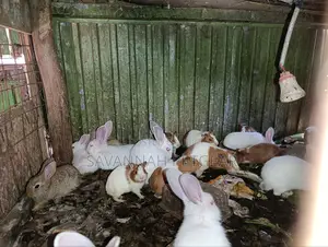 Pet White Rabbits And American Guinea Pigs - 2 Months Old
