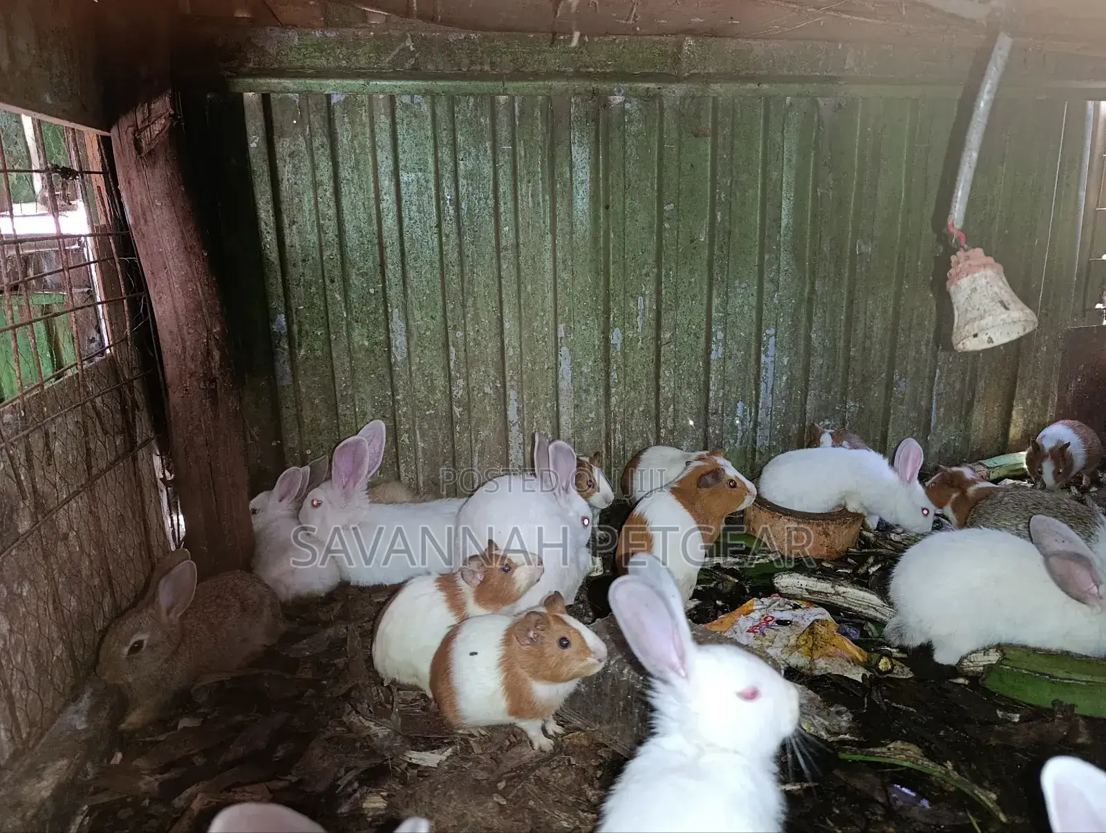 Pet White Rabbits And American Guinea Pigs - 2 Months Old