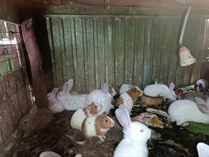 Pet White Rabbits And American Guinea Pigs - 2 Months Old