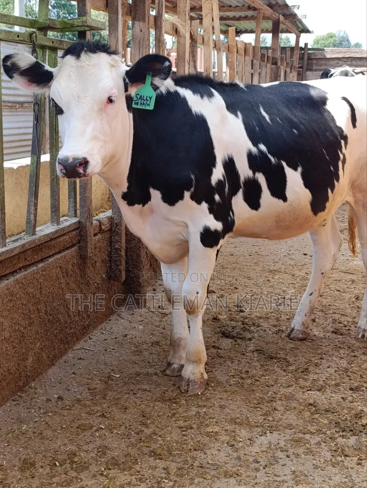 Fleckvieh Friesian Bullying Heifer