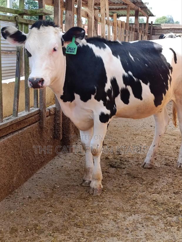 Fleckvieh Friesian Bullying Heifer