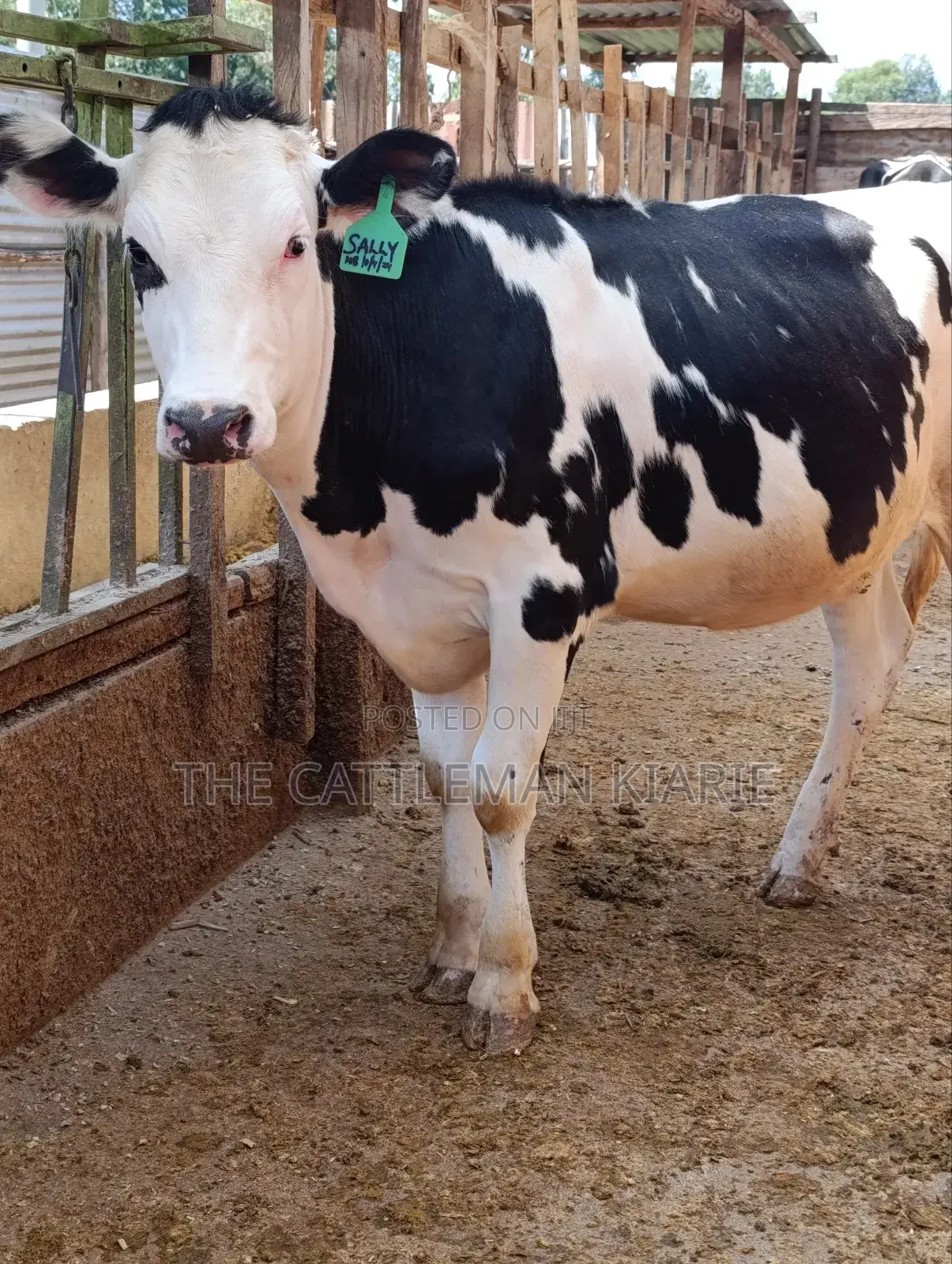 Fleckvieh Friesian Bullying Heifer
