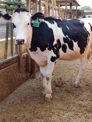 Fleckvieh Friesian Bullying Heifer