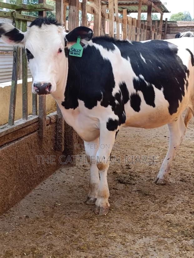 Fleckvieh Friesian Bullying Heifer - thumbnail 3