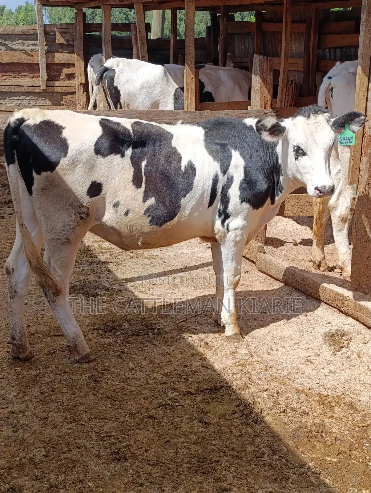 Fleckvieh Friesian Bullying Heifer