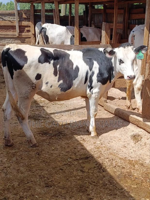 Fleckvieh Friesian Bullying Heifer - thumbnail 4