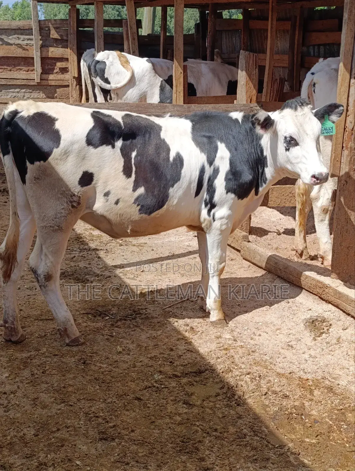 Fleckvieh Friesian Bullying Heifer
