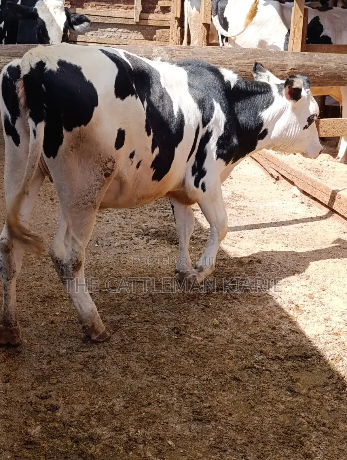 Fleckvieh Friesian Bullying Heifer