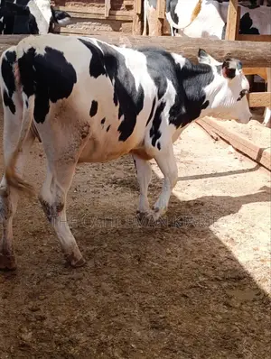 Fleckvieh Friesian Bullying Heifer