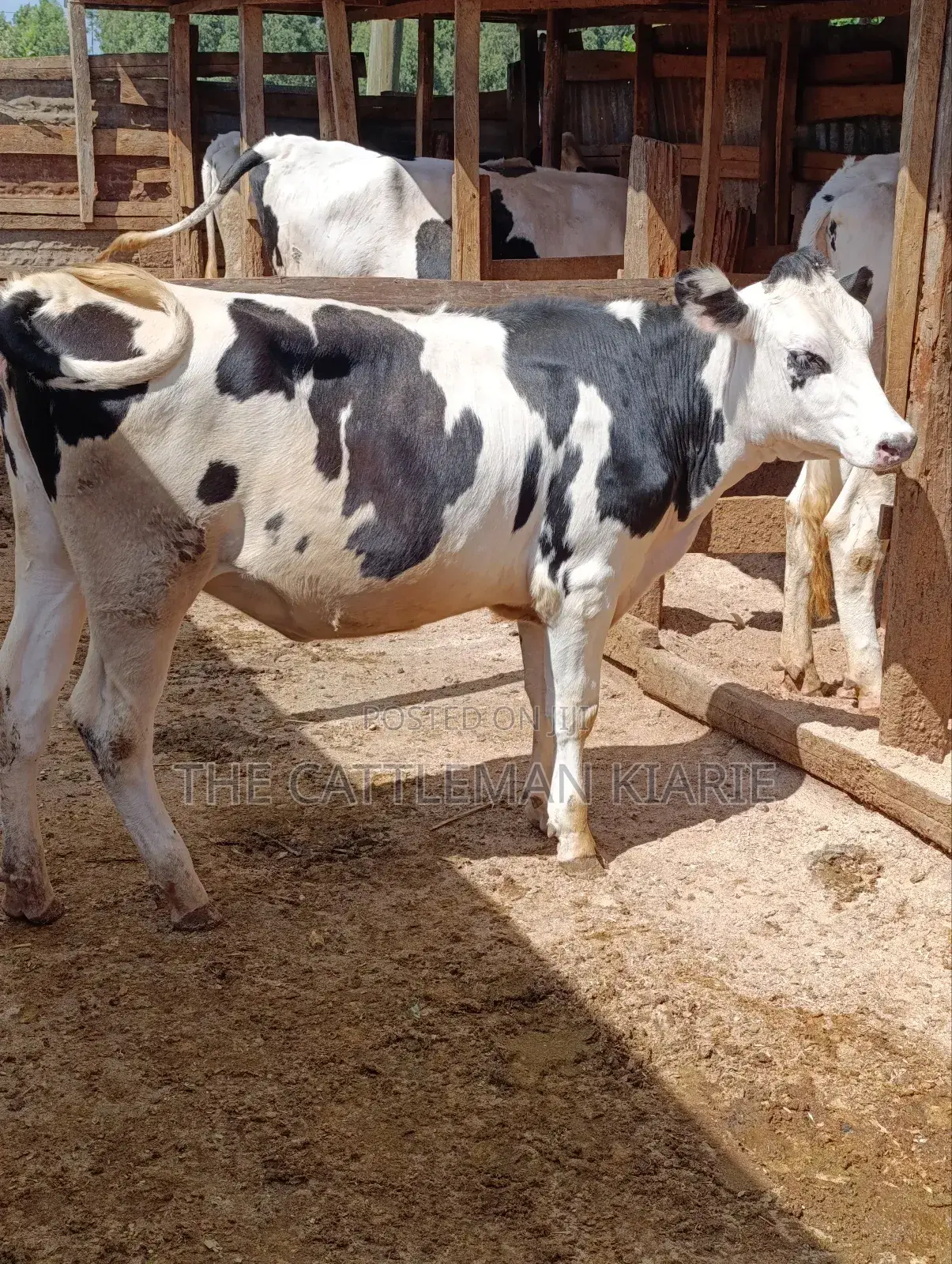 Fleckvieh Friesian Bullying Heifer