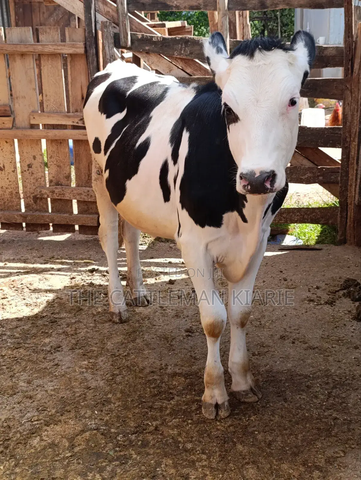 Fleckvieh Friesian Bullying Heifer