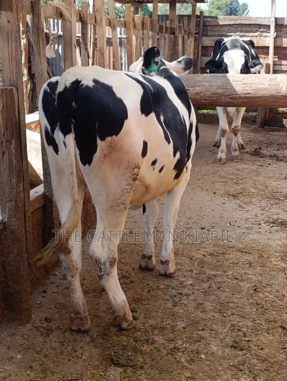 Fleckvieh Friesian Bullying Heifer
