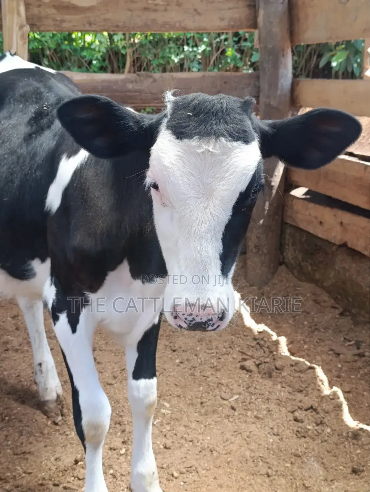 Fleckvieh Calf