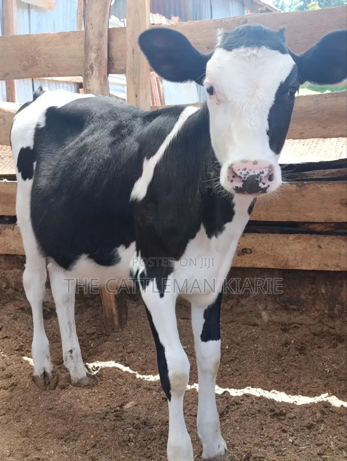 Fleckvieh Calf