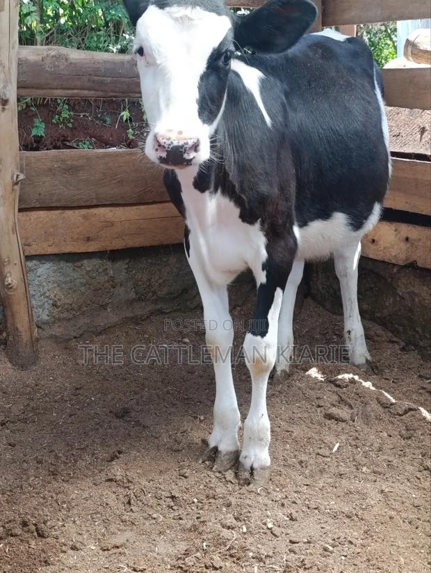 Fleckvieh Calf - thumbnail 3