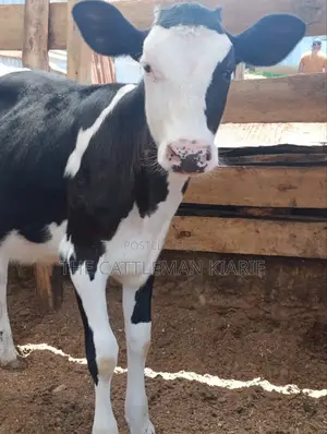 Fleckvieh Calf