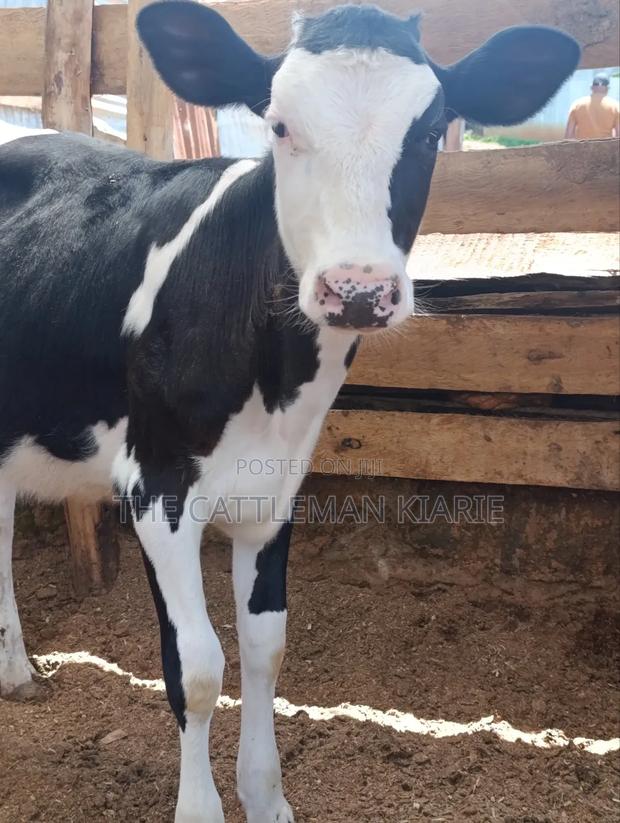 Fleckvieh Calf - thumbnail 4