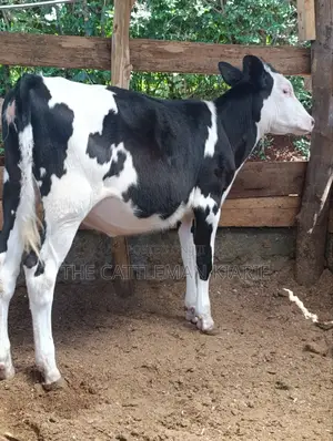 Fleckvieh Calf