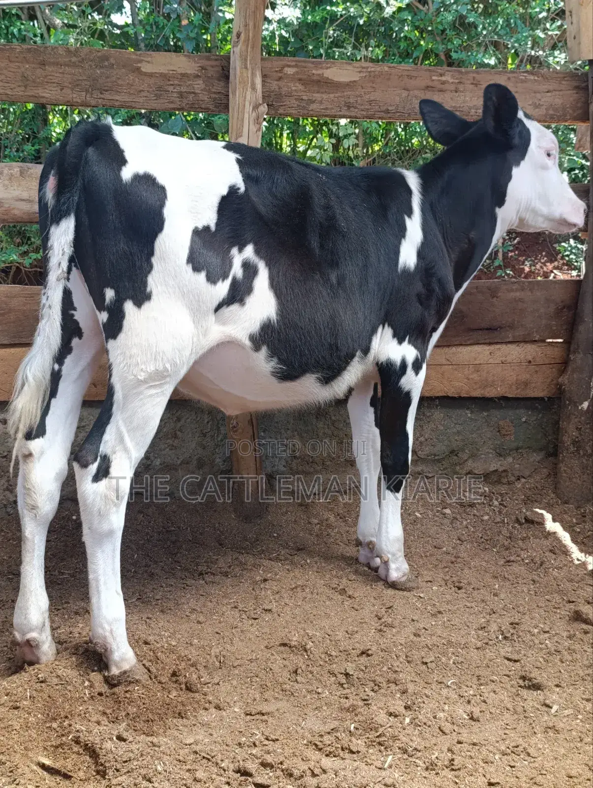 Fleckvieh Calf