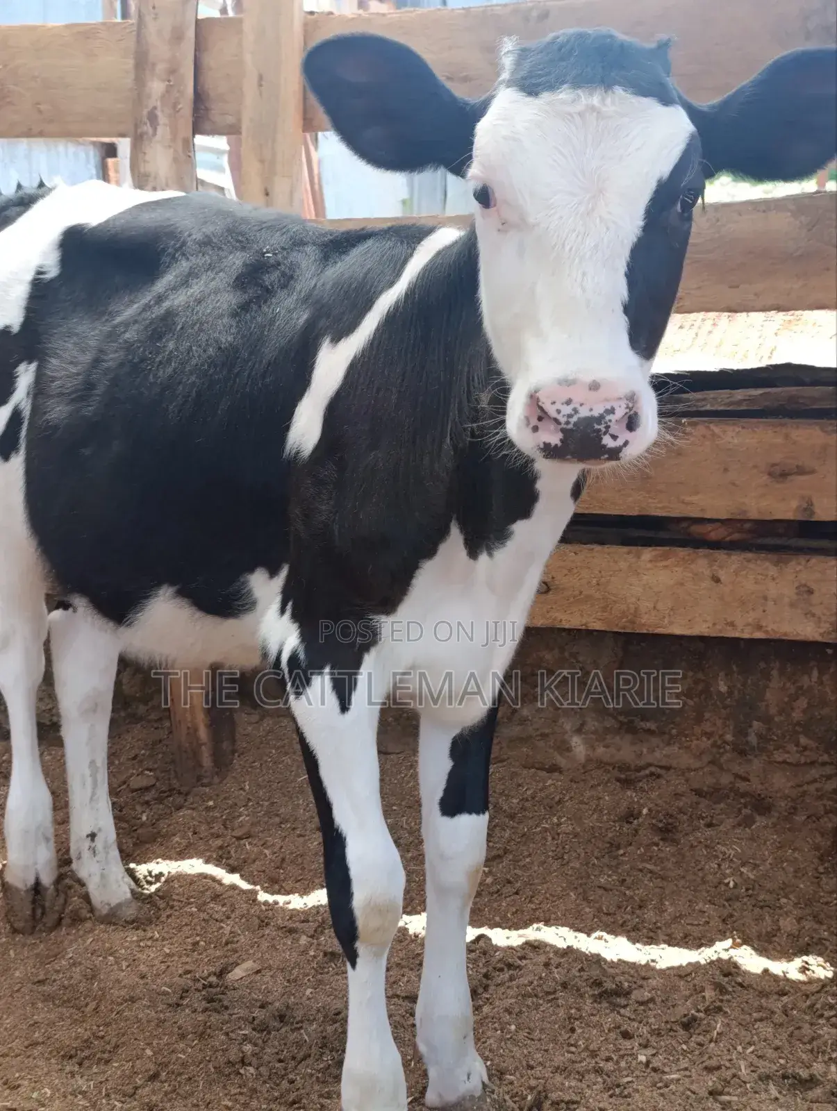 Fleckvieh Calf