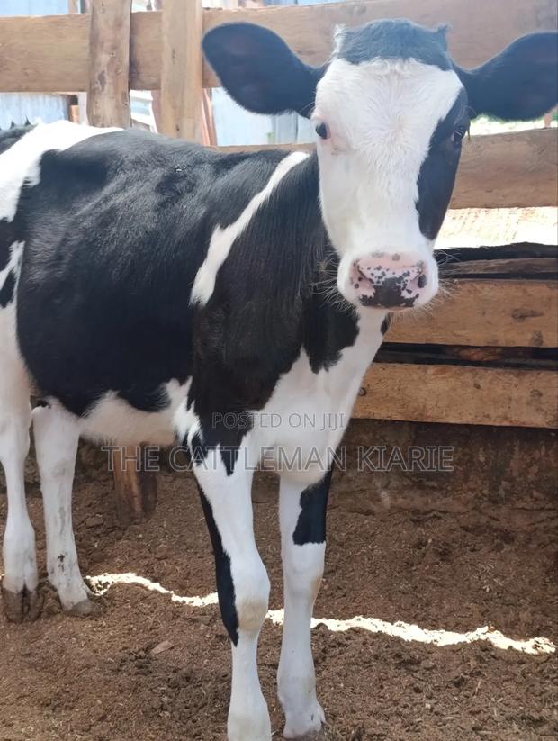 Fleckvieh Calf - thumbnail 7