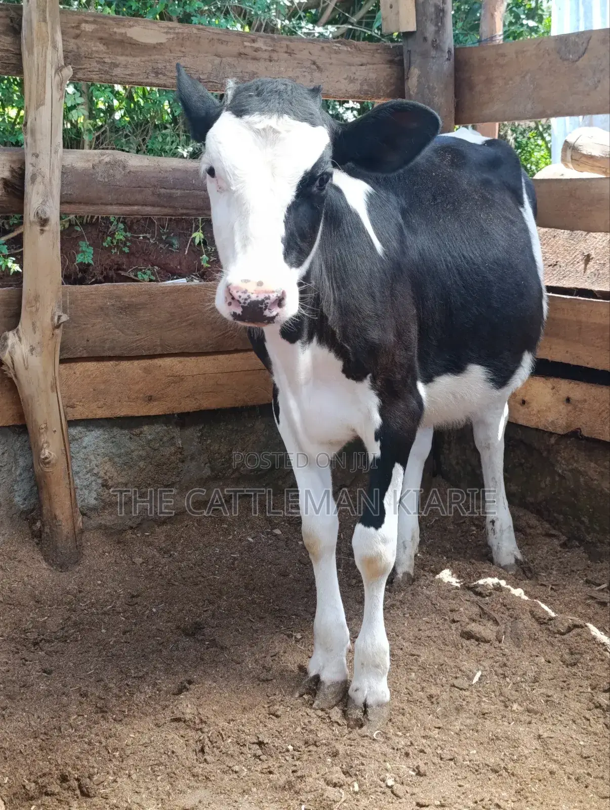 Fleckvieh Calf