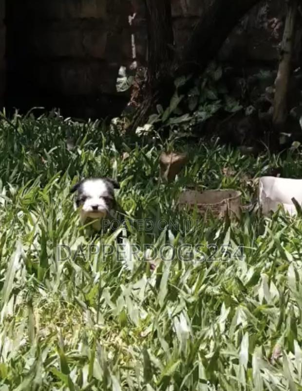 1-3 months Male Purebred Havanese - main view