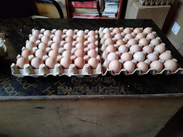 Fertilized Kari Improved Kienyeji Eggs - thumbnail 2