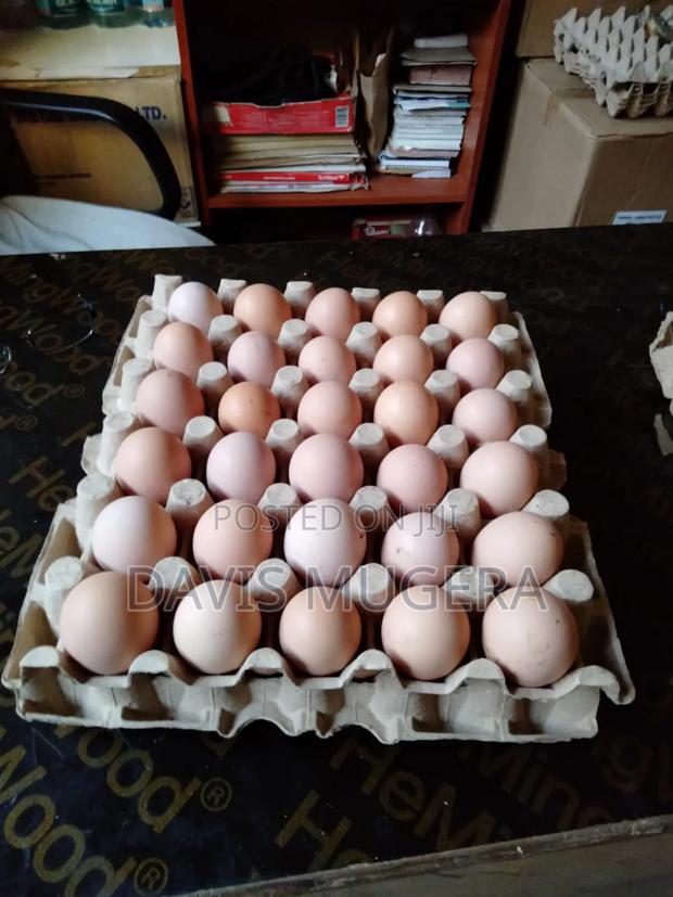 Fertilized Kari Improved Kienyeji Eggs - main view