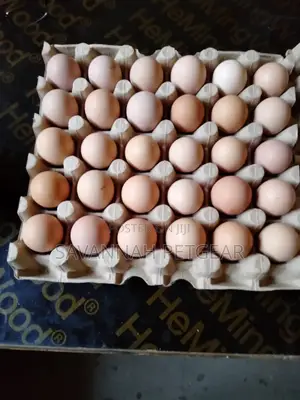 Fertilized Kari Improved Kienyeji Eggs