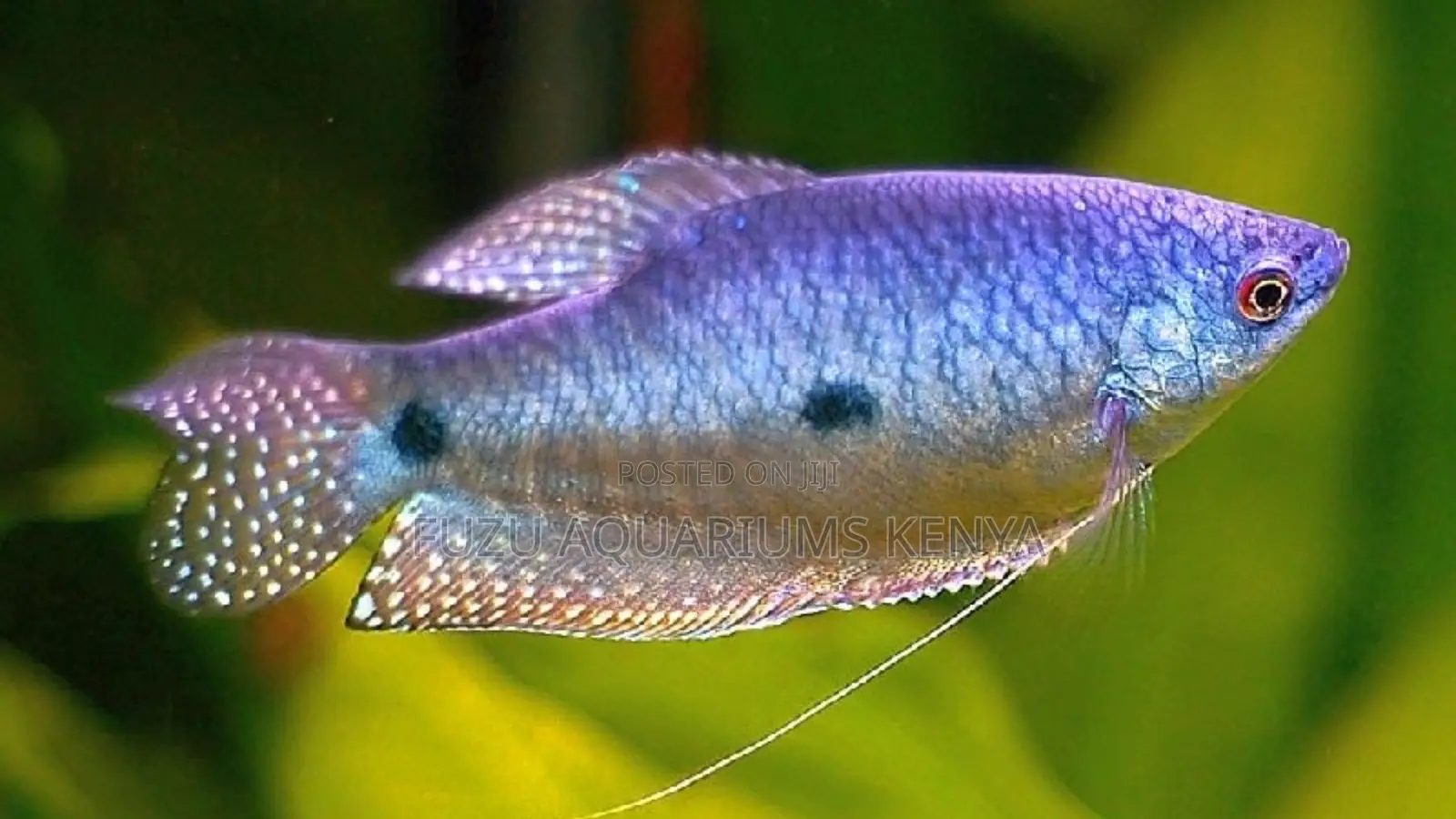 Vibrant 3-Spot Gourami – Hardy Peaceful Aquarium Fish